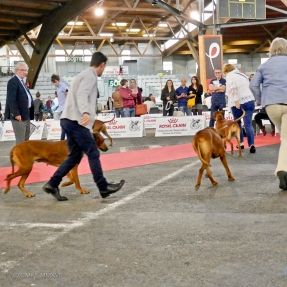 Poitiers.DogShow.15-1270403