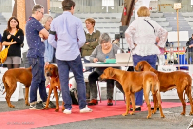 Poitiers.DogShow.16-1270416
