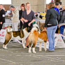 Poitiers.DogShow.24-1270494